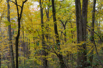 Massive Pennsylvania Birch Trees Golden Yellow Leaves In Late Autumn