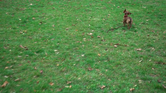 A little brown dachshund runs from someone in the park. The pet runs away with the leash. Dog playing in the autumn park