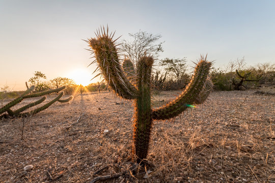 Landscape of the Caatinga in Brazil. Cactus at sunset
