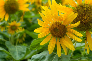 Obraz premium Blooming bright yellow sunflowers nature floral background