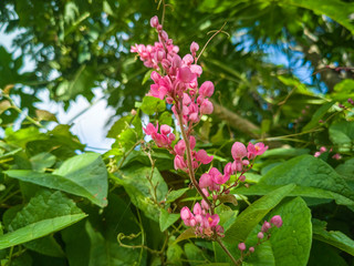 Selected focus white Antigonon leptopus, commonly known as Mexican creeper, coral vine, Coralita, bee bush or San Miguelito vine, is a species of flowering plant in the buckwheat family, Polygonaceae.
