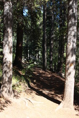 Fototapeta premium trees in the forest