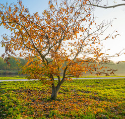 Fototapeta na wymiar Trees in fall colors along a canal in a green meadow in sunlight at sunset