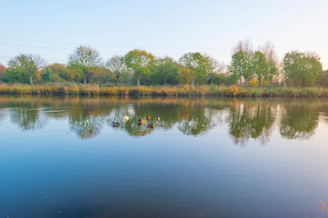 Fototapeta na wymiar Ducks swimming in a river at sunset in autumn
