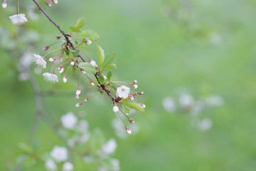spring white flowers on a branch