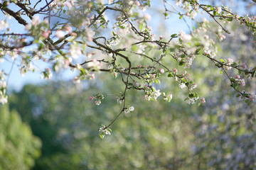 branch of a tree in spring