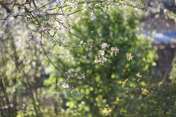my blooming garden