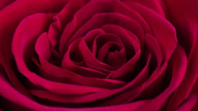 Red Rose Blooming Time Lapse Montage. Five 3-second Time lapses on black background.