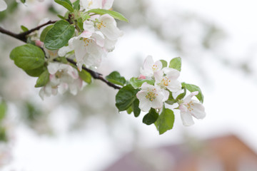 blooming apple tree