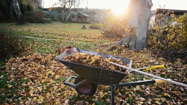 Panning shot of wheelbarrow and rake in garden covered with autumn leaves
