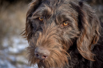 Portrait of a German wirehaired pointer. Side view.