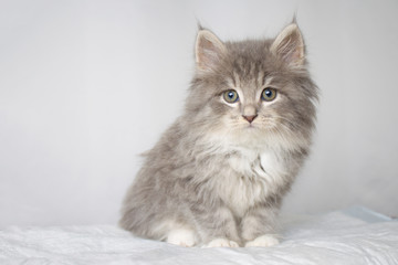 Fototapeta premium Grey Persian Little fluffy Maine coon kitte at vet clinic and hands in blue gloves . Cat looks to the camera. Space for text - Medicine, pet, animals, vaccination and allergy concept.