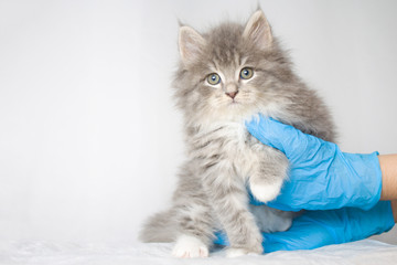 Grey Persian Little fluffy Maine coon kitte at vet clinic and hands in blue gloves . Cat looks to...