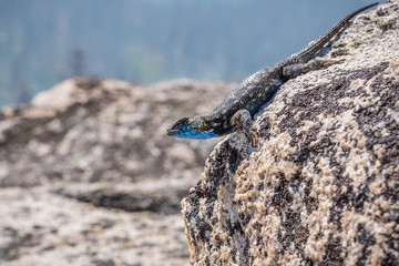 Blue bellied lizard (Sceloporus occidentalis) resting on a granite rock, Yosemite National Park, California
