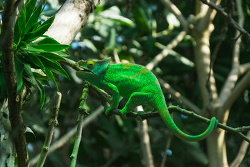 Green chameleon on branch of the tree in Paris zoo © rastkobelic
