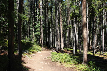 path in the forest