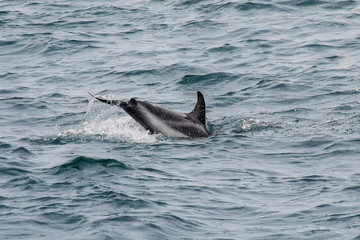 Dusky dolphin swimming off the coast of Kaikoura, New Zealand