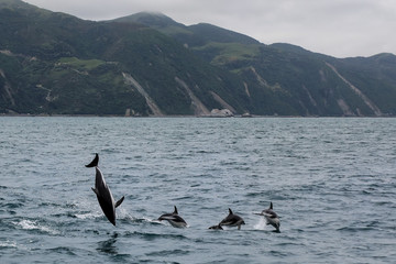 Fototapeta premium Dusky delfiny pływające u wybrzeży Kaikoura w Nowej Zelandii