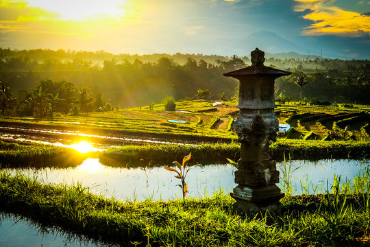 Sunrise in the Jatiluwih riceterraces in Bali