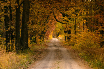 Leśna droga jesienią. © boguslavus