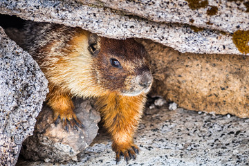 Close up of Yellow-bellied marmot hiding under a rock on top of Half Dome, Yosemite National Park, California