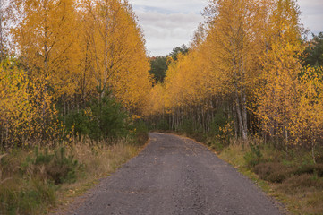 Obraz premium Leśna droga wśród młodych brzóz.