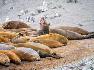 Southern elephant seals, Mirounga leonina, at Hannah Point, Livingston Island, South Shetland...