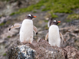 Fototapeta premium Two gentoo penguins, Pygoscelis papua, standing on rock, Hannah Point, Livingston Island, South Shetland Islands, Antarctica