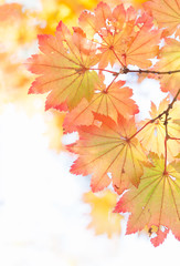 Naklejka na ściany i meble Japanese maple leaves with fall color gradation