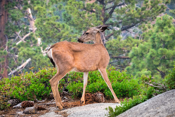Close up of young black-tailed deer, Yosemite National Park, California