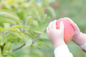 apple in hands