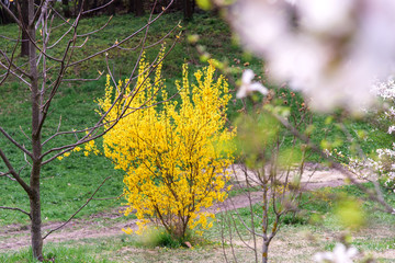 Naklejka na ściany i meble yellow forsythia bush during blossoming