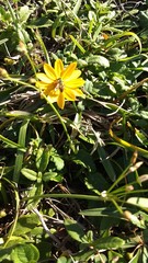 bee collecting nectar from typical flower of the mountain region of southern Brazil