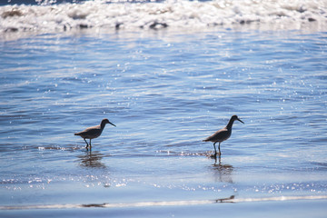 Group of sandpipers walking along the water's edge and searching for food, Santa-Barbara beach, California, focus on first marine bird, United States