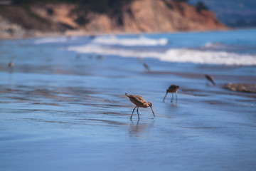 Group of sandpipers walking along the water's edge and searching for food, Santa-Barbara beach, California, focus on first marine bird, United States