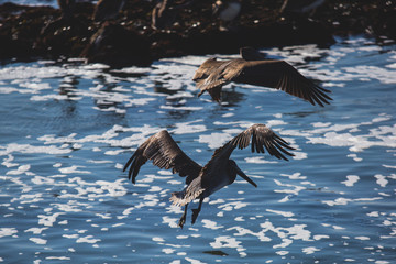 View of bird rocks and cliffs along Pacific Coast Highway 1 in California, a habitat and refuge for brown pelicans, cormorants, black oystercatchers, harbor seals, and western gulls, United States