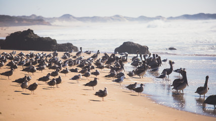 View of bird rocks and cliffs along Pacific Coast Highway 1 in California, a habitat and refuge for brown pelicans, cormorants, black oystercatchers, harbor seals, and western gulls, United States
