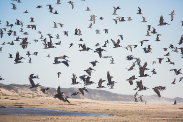 Fototapeta premium View of bird rocks and cliffs along Pacific Coast Highway 1 in California, a habitat and refuge for brown pelicans, cormorants, black oystercatchers, harbor seals, and western gulls, United States