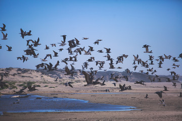 View of bird rocks and cliffs along Pacific Coast Highway 1 in California, a habitat and refuge for brown pelicans, cormorants, black oystercatchers, harbor seals, and western gulls, United States