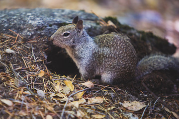 Close-up portrait view of grey squirrel in Yosemite national Park, California, United States