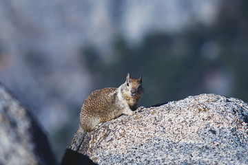 Close-up portrait view of grey squirrel in Yosemite national Park, California, United States
