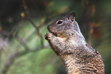 Close-up portrait view of grey squirrel in Yosemite national Park, California, United States