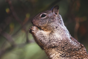 Close-up portrait view of grey squirrel in Yosemite national Park, California, United States