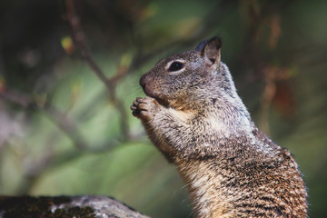 Naklejka na ściany i meble Close-up portrait view of grey squirrel in Yosemite national Park, California, United States