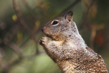 Close-up portrait view of grey squirrel in Yosemite national Park, California, United States
