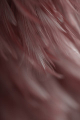Blur Bird chickens feather texture for background, Fantasy, Abstract, soft color of art design.