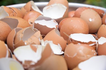 egg shell on texture and background