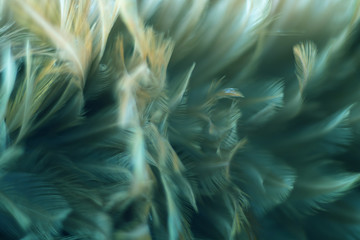 Blur Bird chickens feather texture for background, Fantasy, Abstract, soft color of art design.