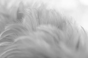 Obraz premium Blur Bird chickens feather texture for background, Fantasy, Abstract, soft color of art design.