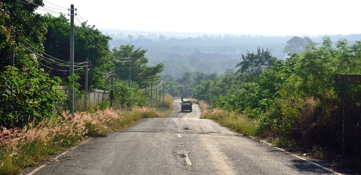 road in forest have flowers sideways in Pakchong District, Nakhon Ratchasima Province, Thailand